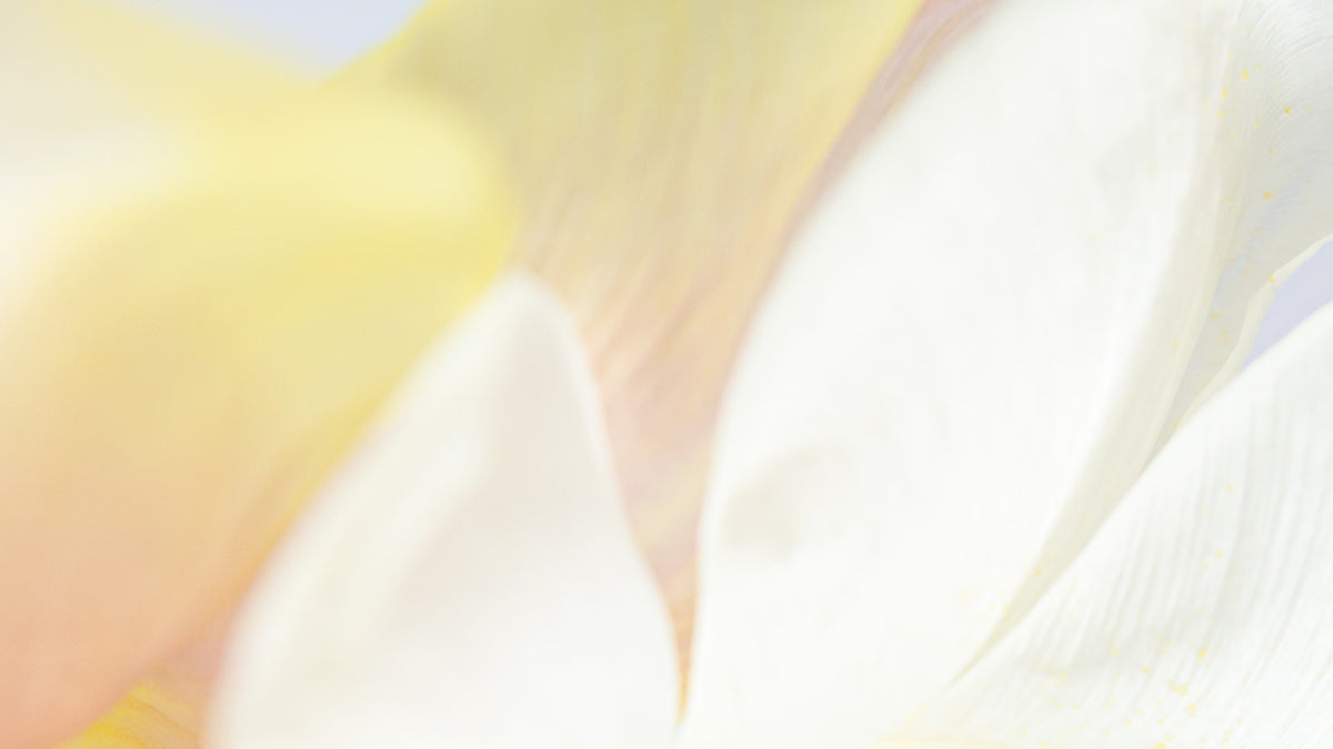 Shop Organic Anti-Aging Skincare Online | KORA Organics