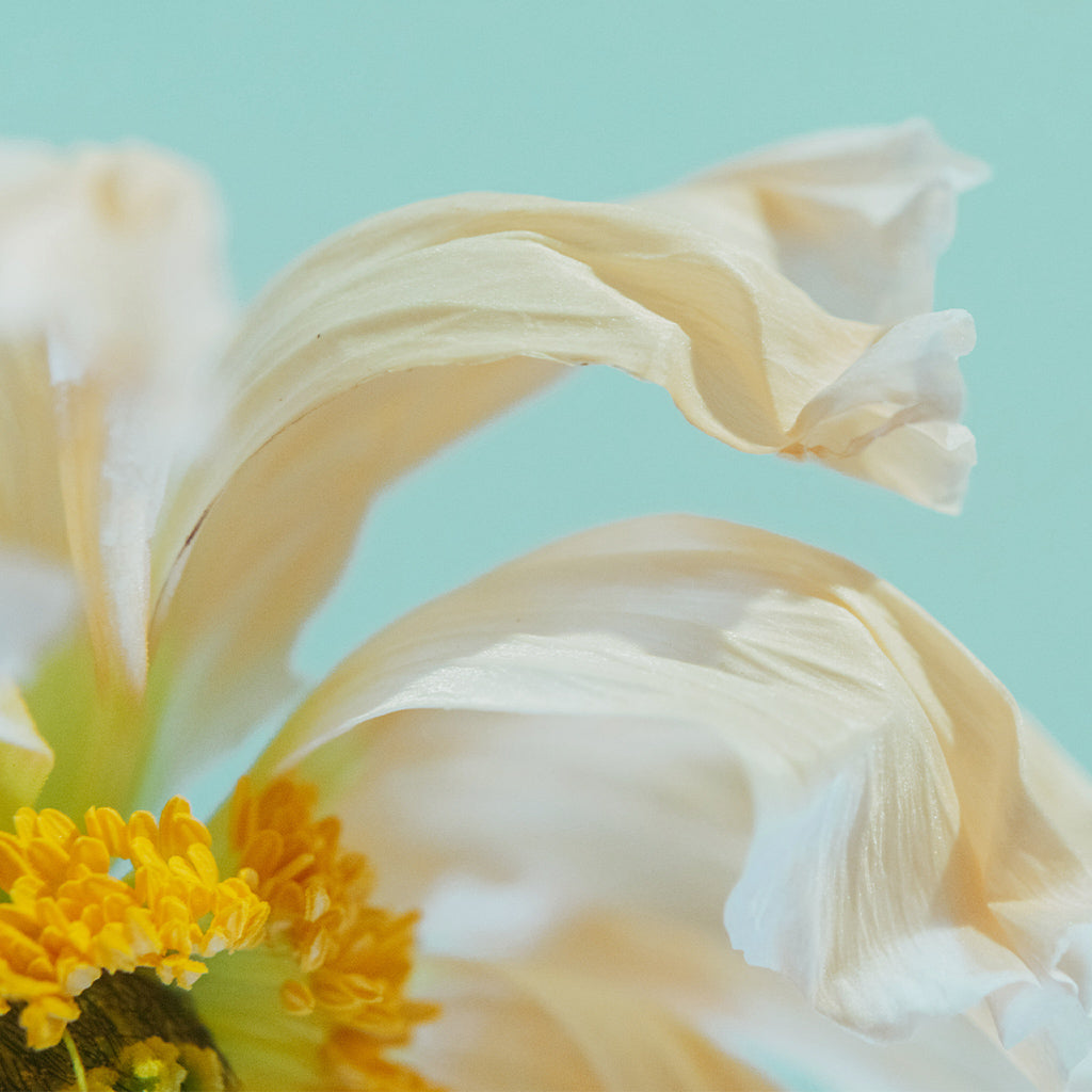Organic Mineral Sunscreen Drops: SPF 30 | Silky Sun Drops