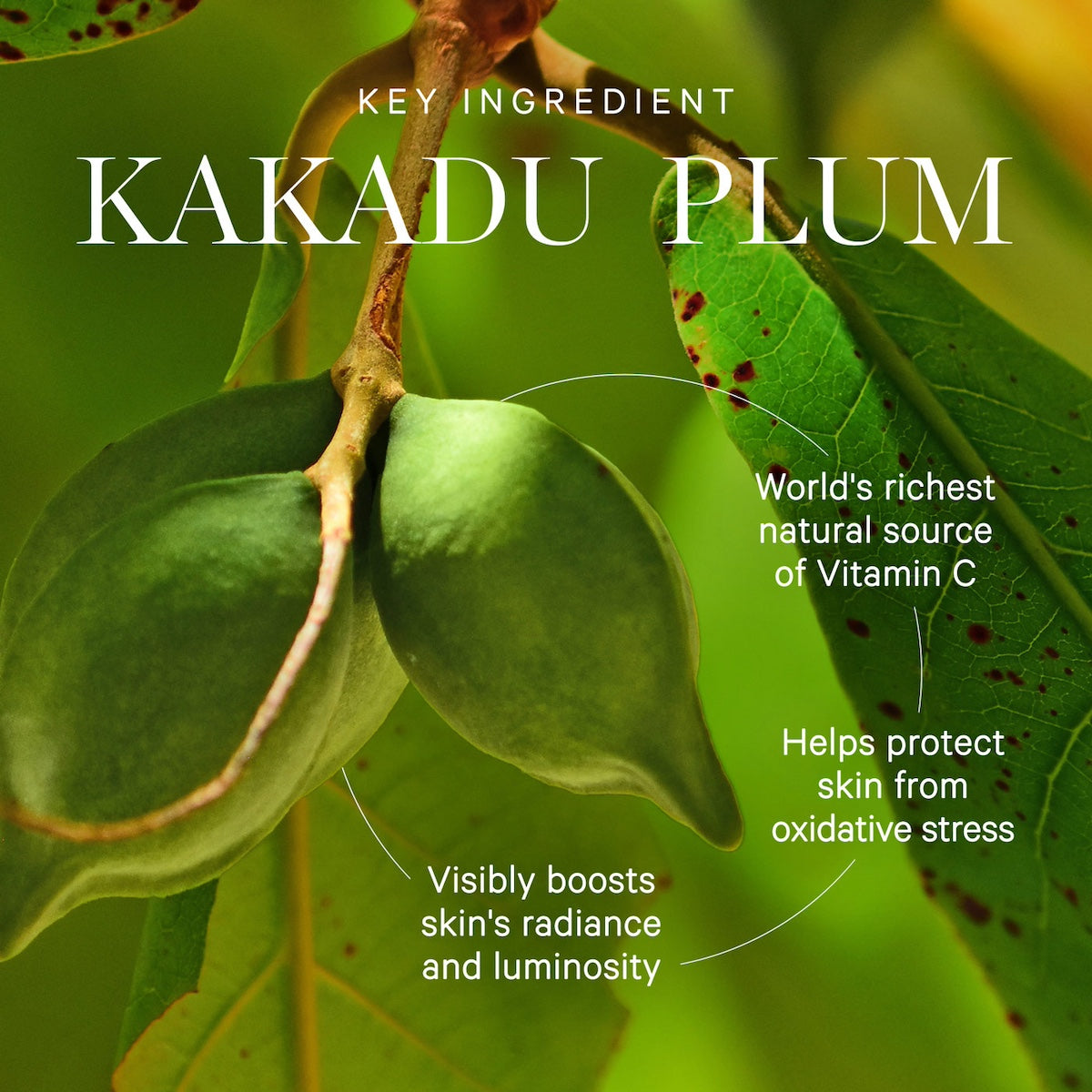 Kakadu Plum Vitamin C Eye Cream | KORA Organics